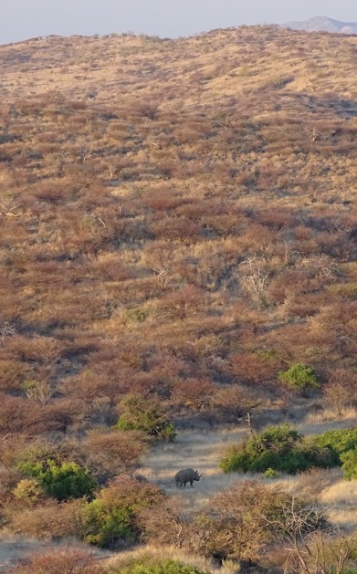 Spitzmaulnashorn und Schwarzgesicht Impala - zwei ehemals heimische Wildarten die durch den EMRST wieder eingebürgert wurden © Hagen Denker