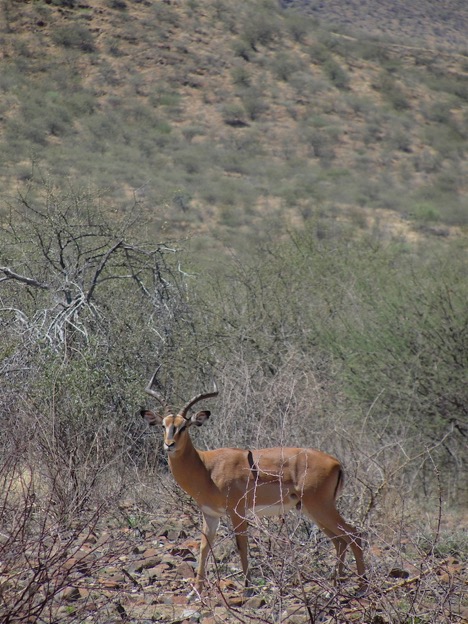 Spitzmaulnashorn und Schwarzgesicht Impala - zwei ehemals heimische Wildarten die durch den EMRST wieder eingebürgert wurden © Hagen Denker
