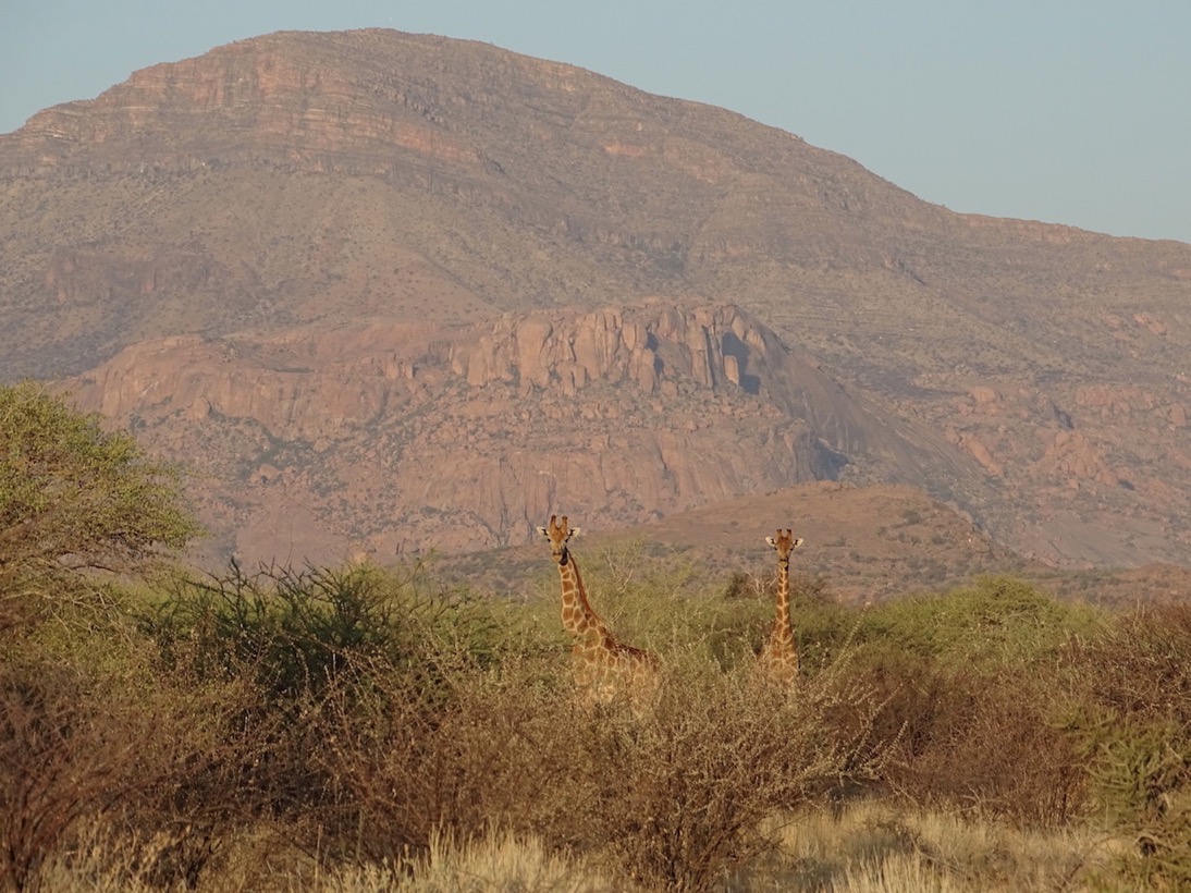 Giraffen mit Löwenkopf im Hintergrund © Hagen Denker