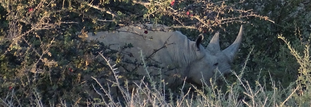 Back Rhino © Hagen Denker