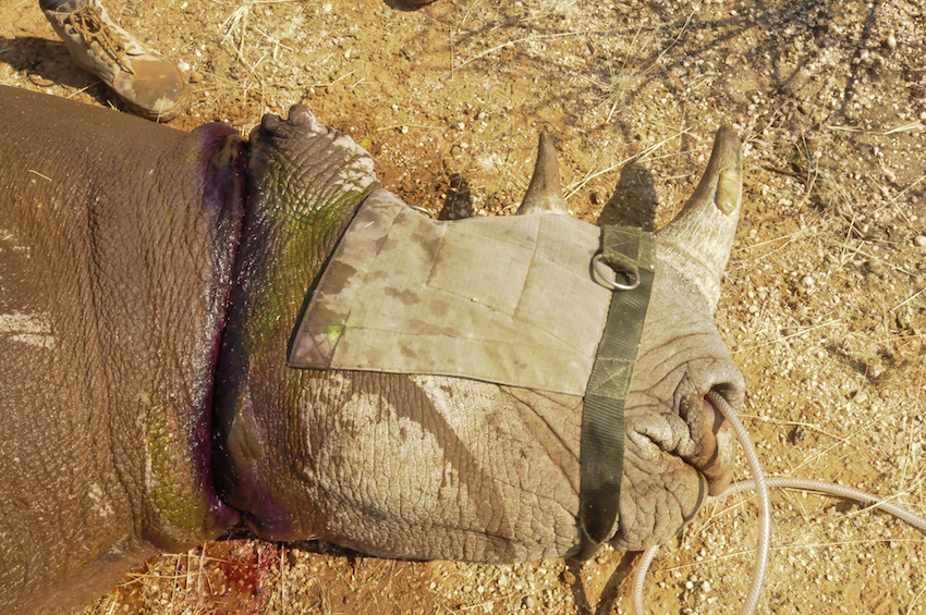 Rhino with snare on neck © Solveigh Thude